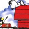 cachorrodorado